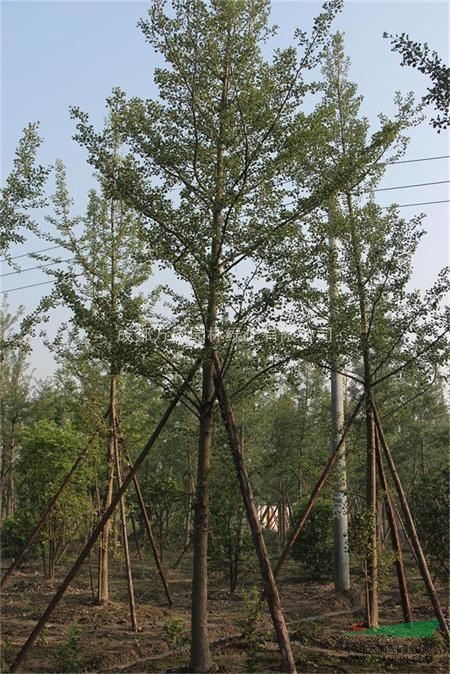 供應(yīng)成都銀杏 山東銀杏 外地銀杏 銀杏行道樹(shù) 萬(wàn)樹(shù)園林公司供