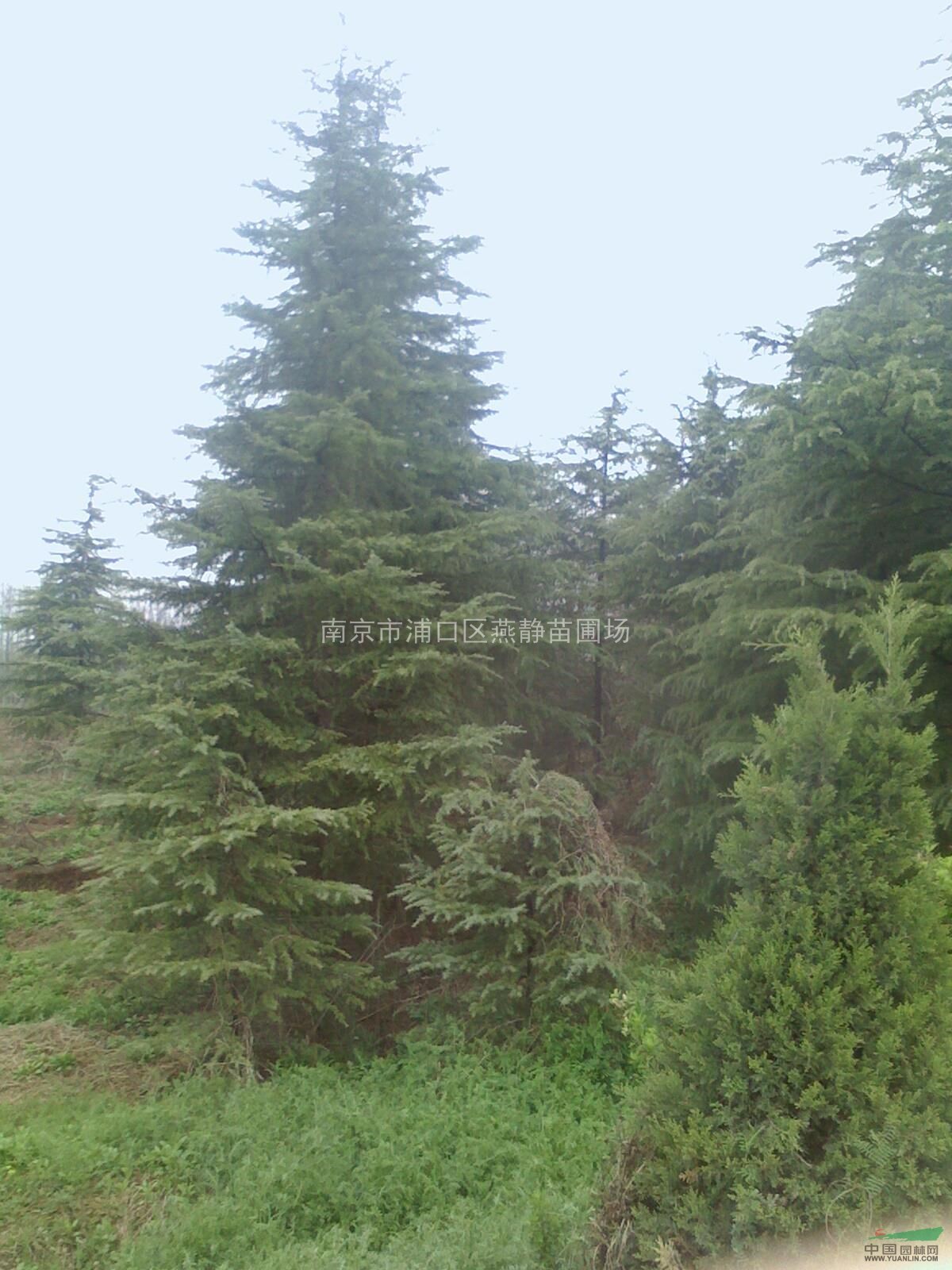 雪松最新、最低價格在燕靜苗圃