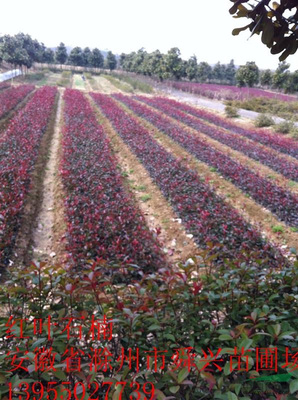 安徽红叶石楠供应 滁州红叶石楠供应