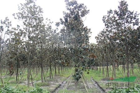 供應(yīng)成都廣玉蘭 廣玉蘭行道樹(shù) 成都廣玉蘭 萬(wàn)樹(shù)園林供應(yīng)