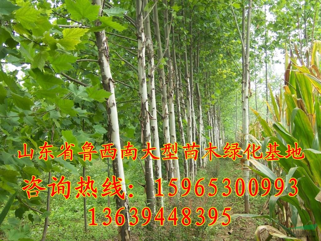 6公分垂柳價格優(yōu)惠