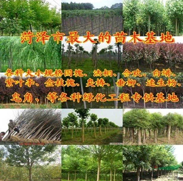 6公分垂柳價格優(yōu)惠