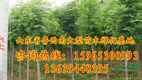 8公分垂柳樹價(jià)格下調(diào)