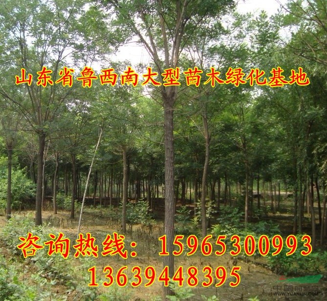 8公分垂柳樹價(jià)格下調(diào)