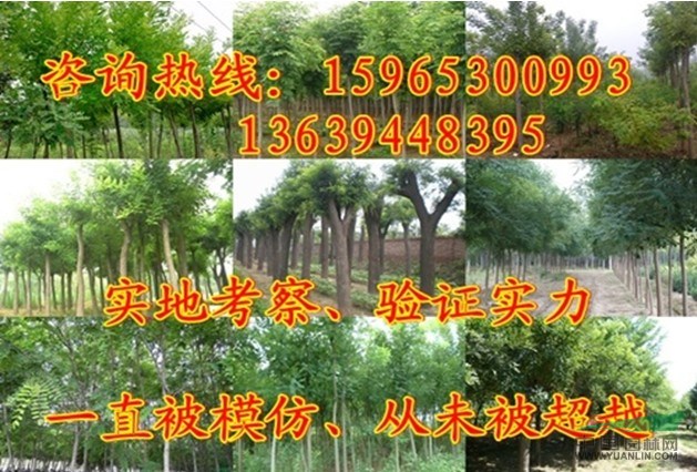 大葉女貞上車價(jià)格