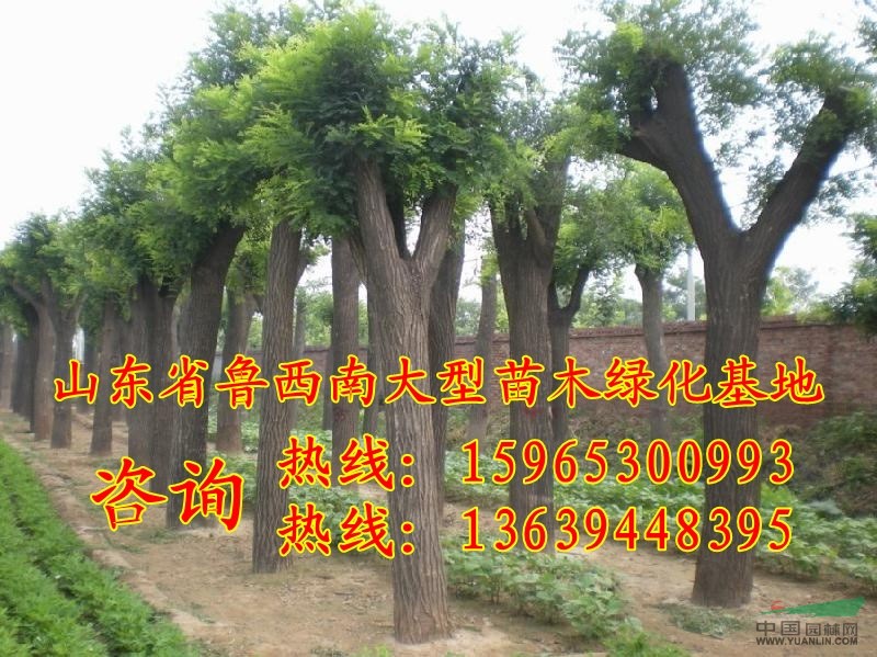 大葉女貞上車價(jià)格