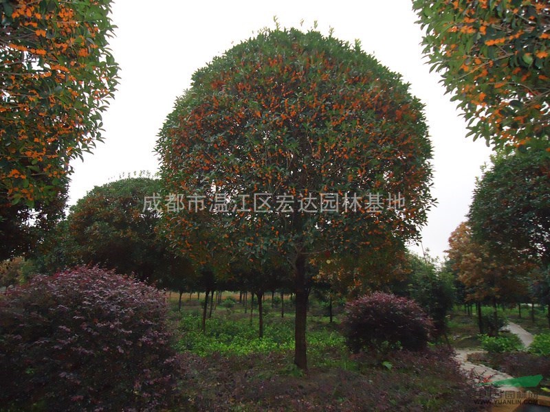 大紅朱砂桂花期苗圃景象