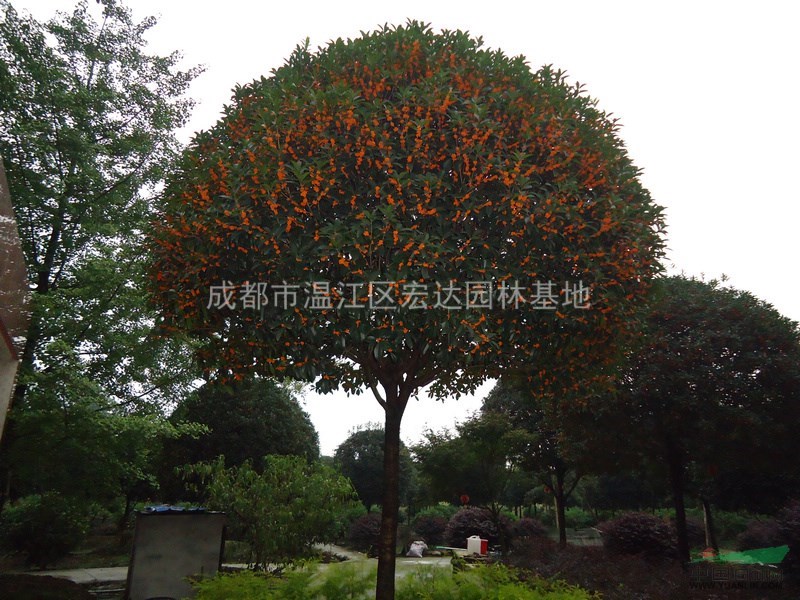 大紅朱砂桂花期苗圃景象