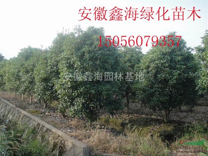 安徽鑫海園林苗木基地常年供應(yīng) 桂花