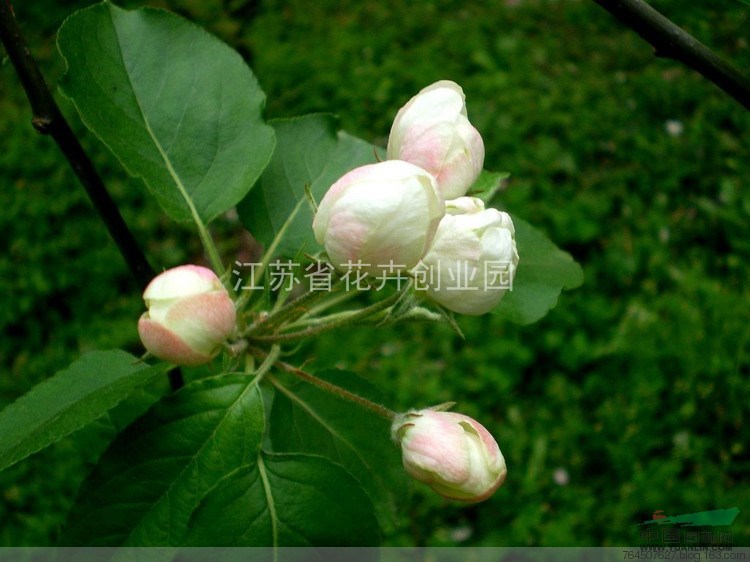 低價(jià)出售高丹草種子，草木犀種子，沙打旺種子，象草種子，皇竹草