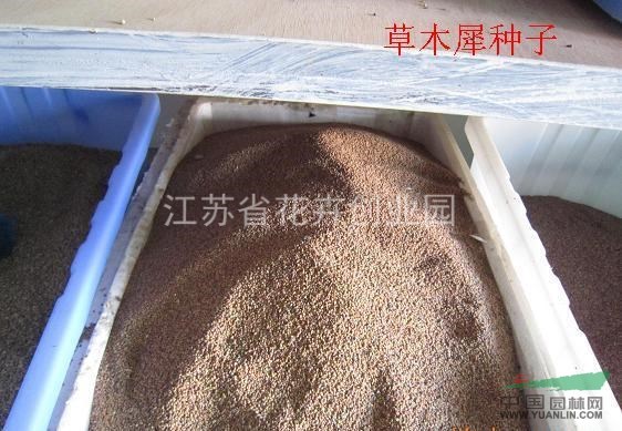 低價(jià)出售高丹草種子，草木犀種子，沙打旺種子，象草種子，皇竹草