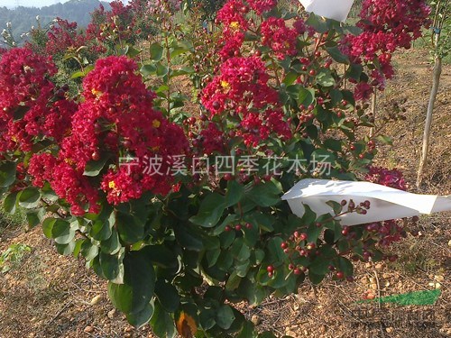 紅火箭紅火球