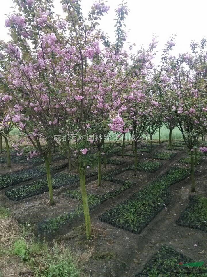 成都櫻花 櫻花苗供應(yīng) 櫻花價格 日本晚櫻 