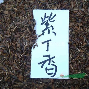 低價(jià)出售各種規(guī)格紫丁香、紫丁香小苗、紫丁香種子，紫花地丁種子