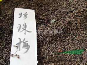 低價(jià)出售珍珠梅小苗，珍珠梅種子，紫荊種子，紫玉蘭種子等