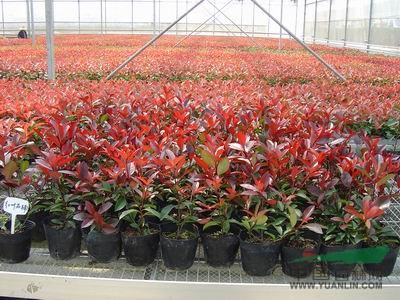 紅葉石楠價格行情、紅葉石楠苗木價格