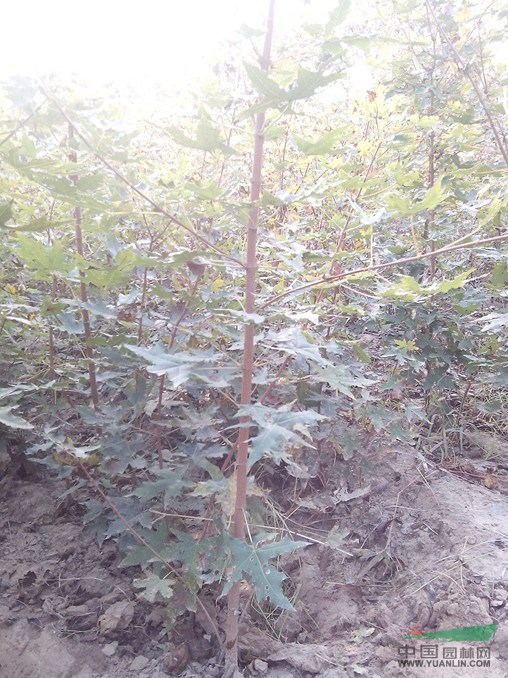 2公分國槐價格披露