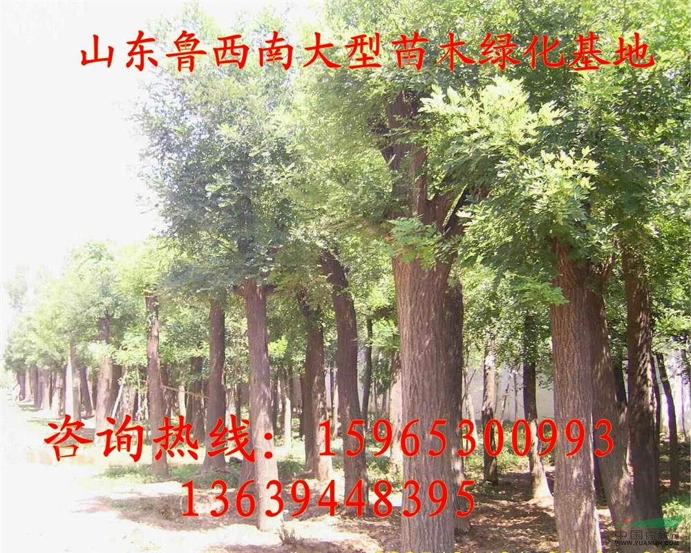 17公分國(guó)槐價(jià)格團(tuán)購(gòu)