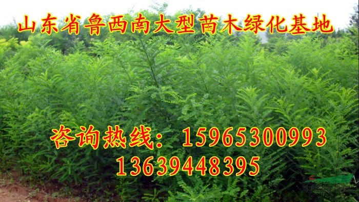 20公分國槐價格最低價