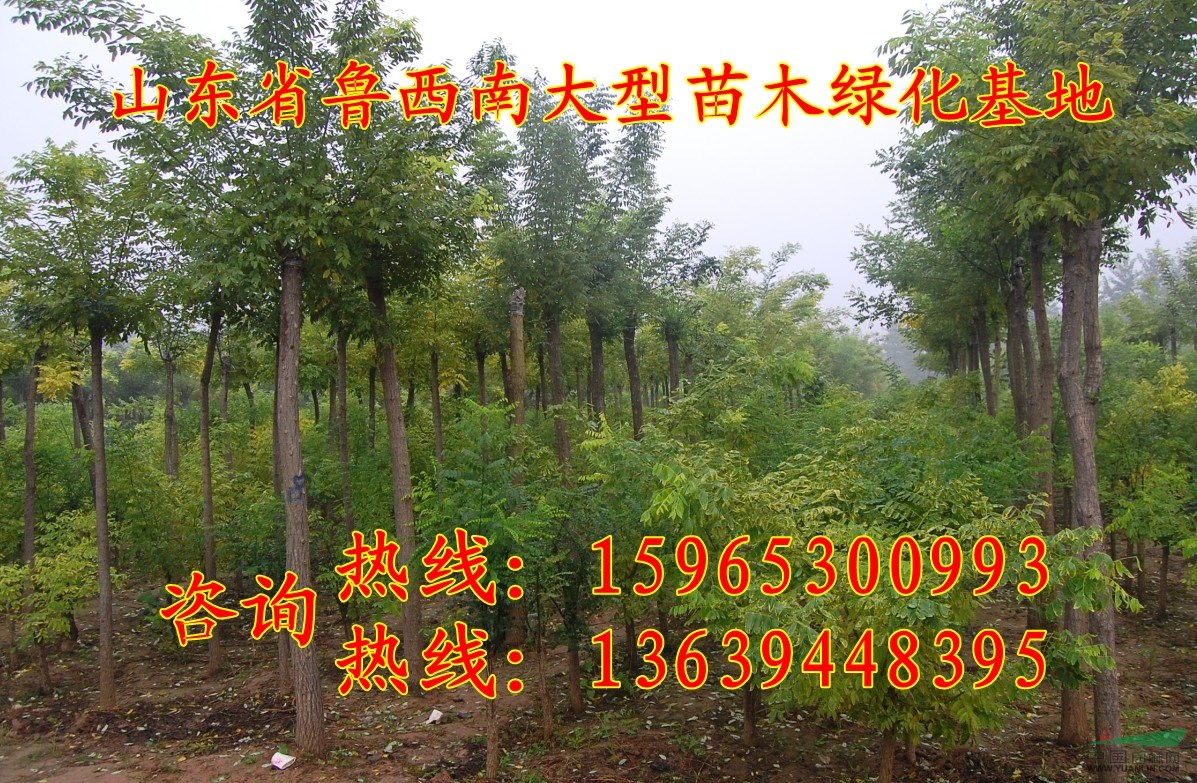 3公分法桐價格批發(fā)