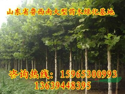 5公分法桐價格便宜處理