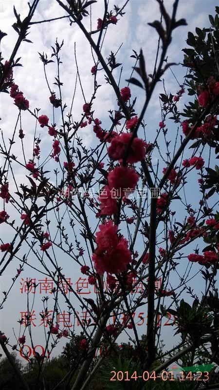湖南瀏陽(yáng)柏加大量供應(yīng)紅葉碧桃