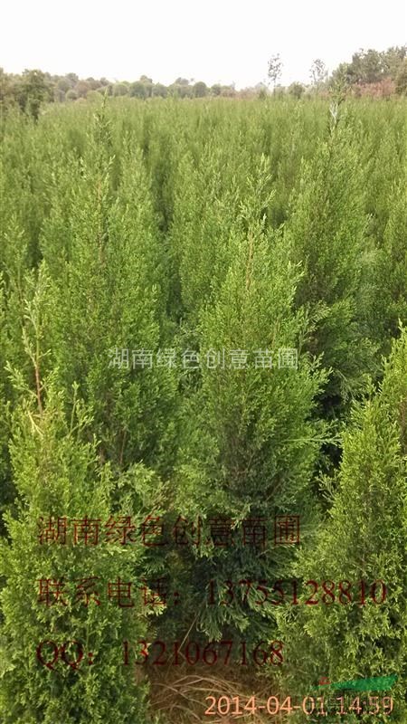 湖南瀏陽柏加大量供應(yīng)各規(guī)格蜀檜（塔柏）