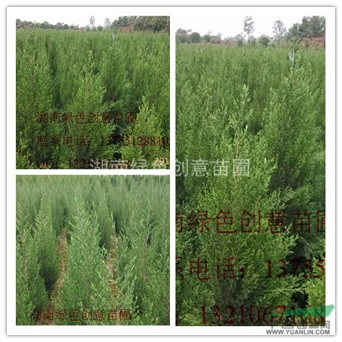 湖南瀏陽柏加大量供應(yīng)各規(guī)格蜀檜（塔柏）