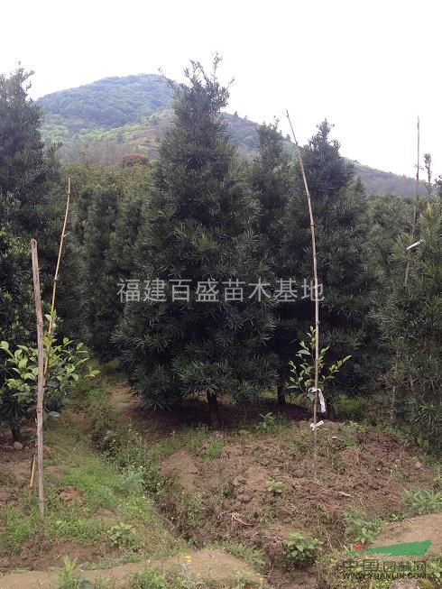 福建寶塔型羅漢松、造型羅漢松、羅漢松苗