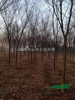12公分紅櫸樹——低價供應紅櫸樹，紅櫸樹價格