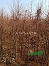 落羽杉供應(yīng)基地，江蘇落羽杉供應(yīng)基地，低價供應(yīng)句容落羽杉