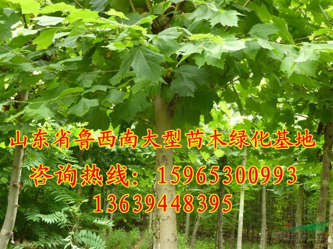 6公分國槐價格特低