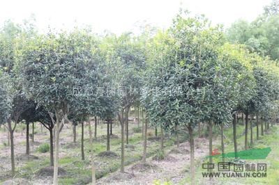 供應(yīng)成都桂花 獨(dú)桿 高桿桂花 桂花工程苗 萬樹園林公司供應(yīng)
