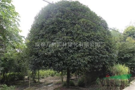 供應(yīng)成都桂花 成都獨桿桂花 桂花苗木批發(fā) 萬樹園林公司供應(yīng)