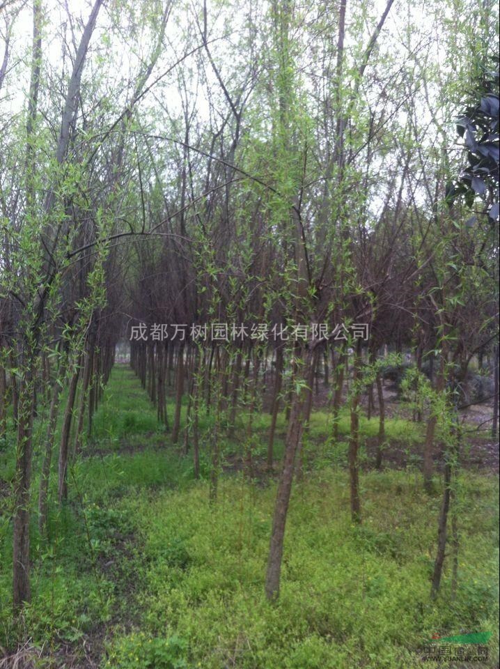 供應(yīng)垂柳  成都垂柳 垂柳工程苗 垂柳苗木批發(fā) 萬樹園林供應(yīng)