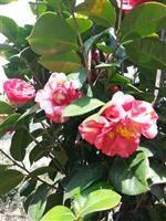 茶花（花露珍）