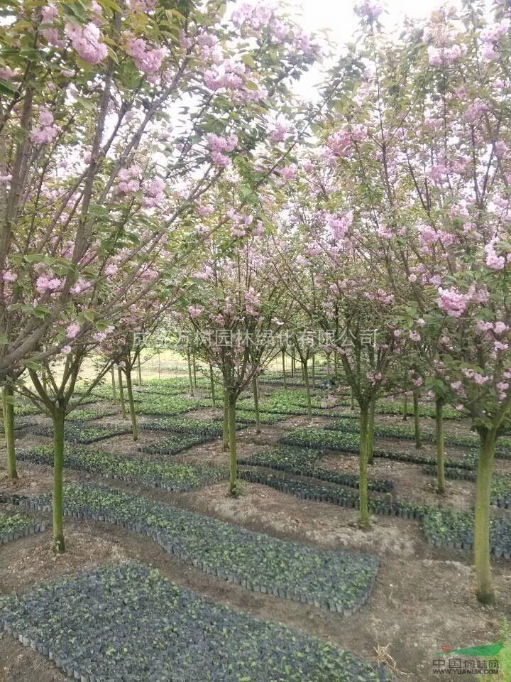 供應(yīng)成都櫻花 櫻花苗木批發(fā) 櫻花價格 櫻花照片