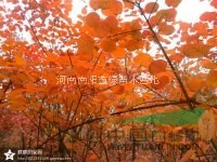 金昌苗木基地