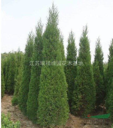 塔柏苗 塔柏供應(yīng) 塔柏價(jià)格 塔柏照片 塔柏基地 塔柏工程苗