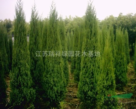 塔柏苗 塔柏供應(yīng) 塔柏價(jià)格 塔柏照片 塔柏基地 塔柏工程苗