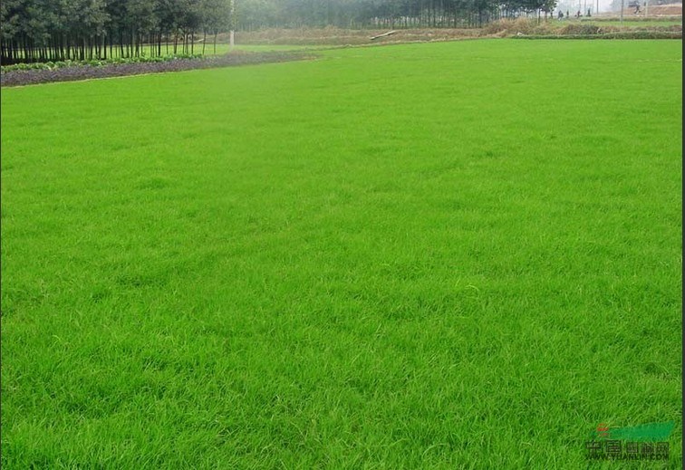 常州供應(yīng)百慕大、黑麥草、馬尼拉、中華結(jié)縷草、四季青