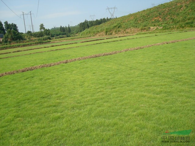 常州供應(yīng)百慕大、黑麥草、馬尼拉、中華結(jié)縷草、四季青
