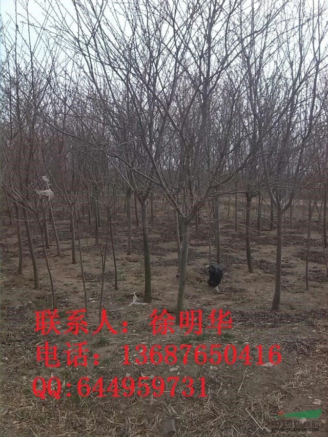 供應(yīng)櫻花1-20公分,各種櫻花