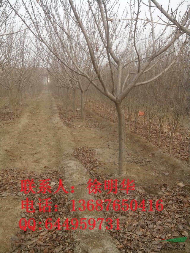 供應(yīng)櫻花1-20公分,各種櫻花