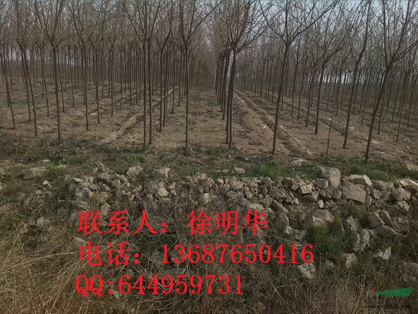 紫葉李，櫻花及小苗，百日紅，海棠