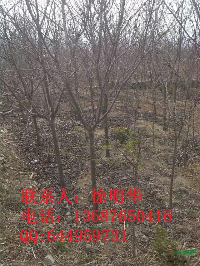 紫葉李，櫻花及小苗，百日紅，海棠