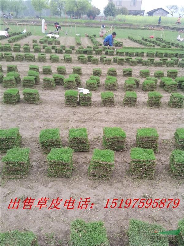 草皮什么價格？