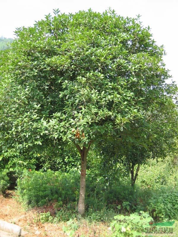 大葉女貞種植基地 大葉女貞種子信息 