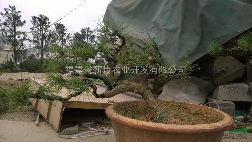 真柏、黑松、九里香盆景