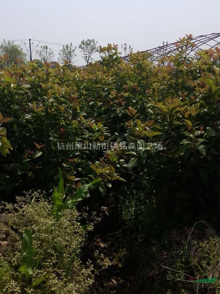浙江地區(qū)出售H100的四季桂
